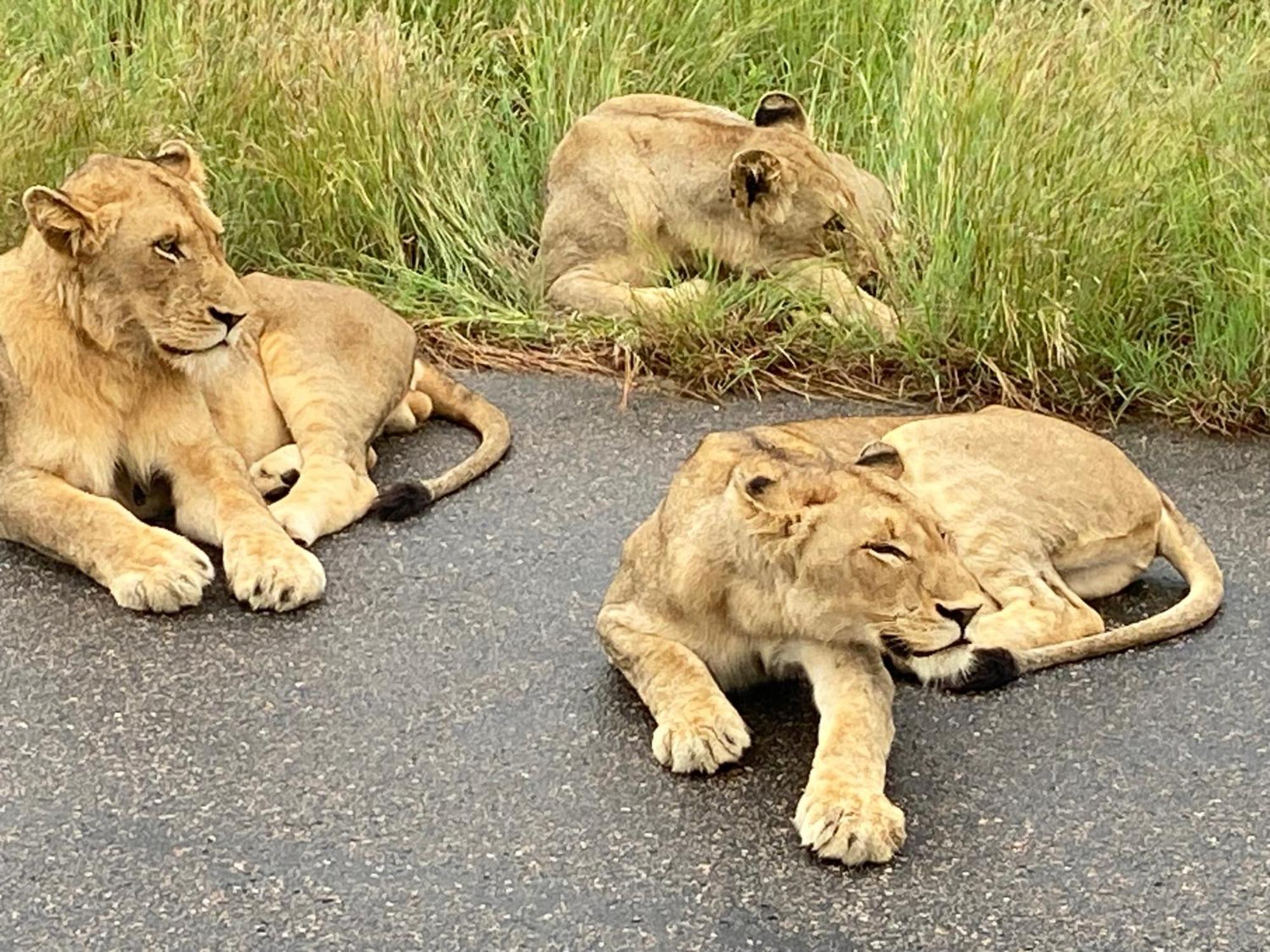 Kholiwe On Kruger Lodge & Safaris Marloth Park Eksteriør billede