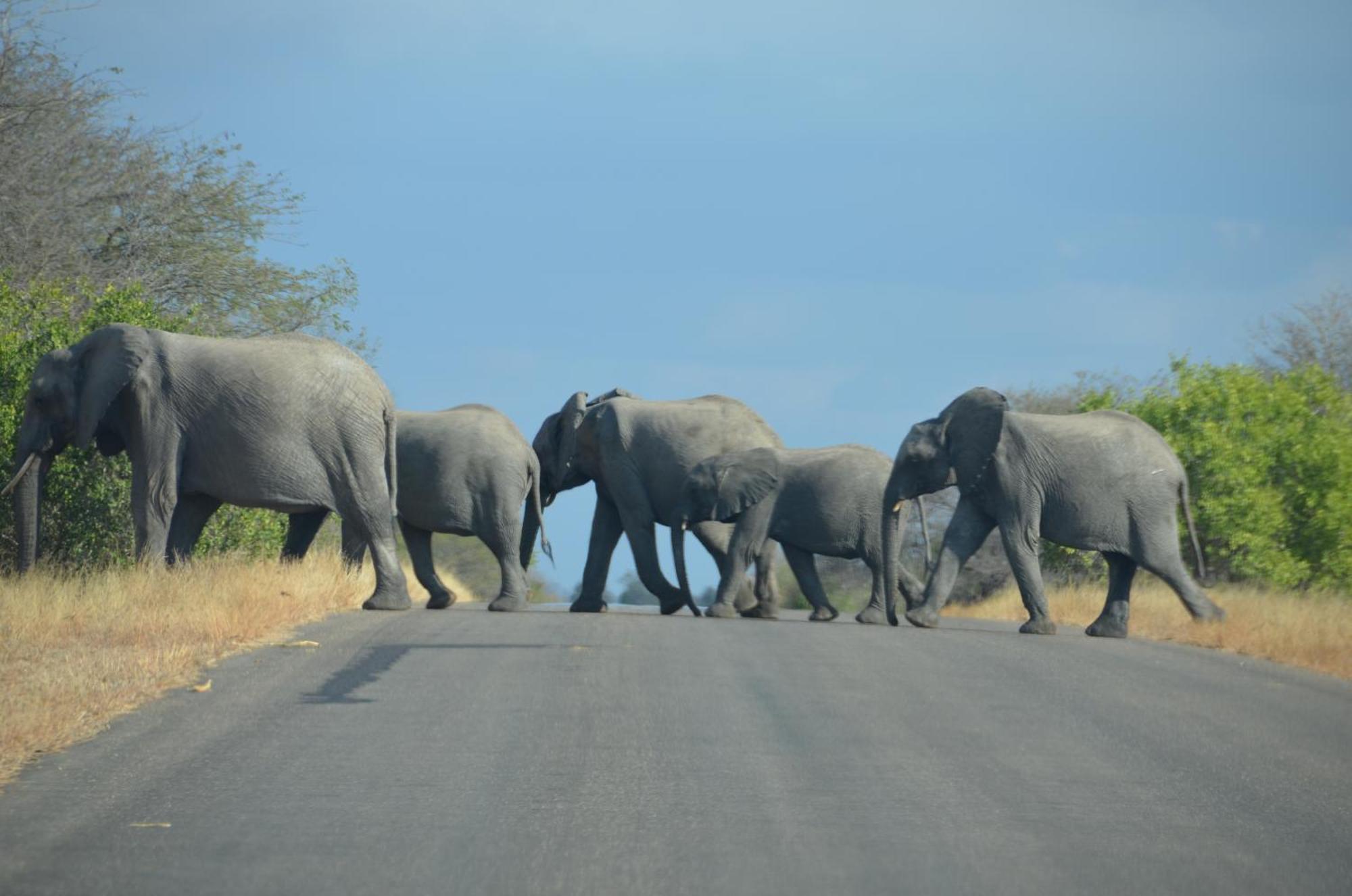 Kholiwe On Kruger Lodge & Safaris Marloth Park Eksteriør billede