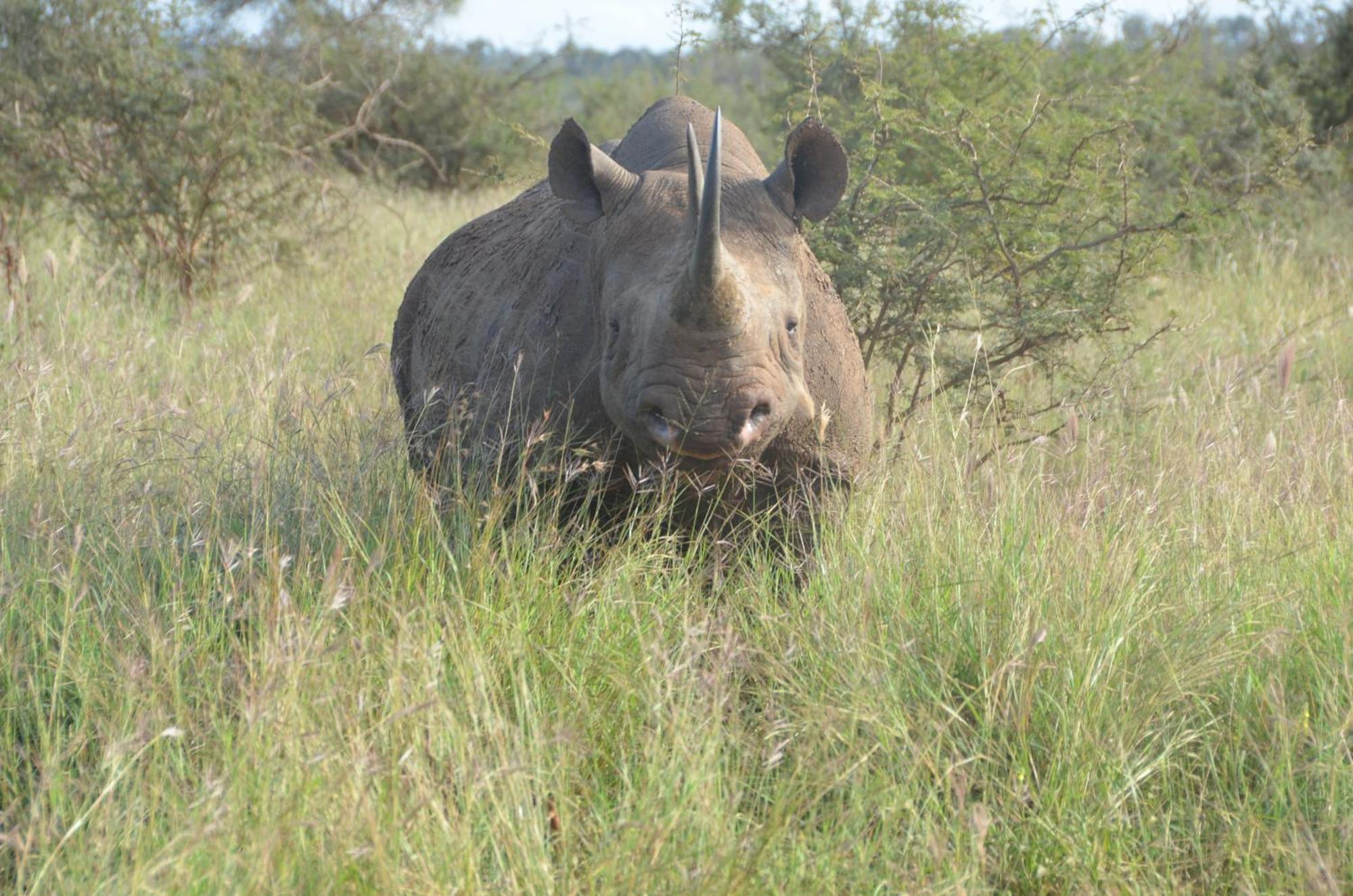 Kholiwe On Kruger Lodge & Safaris Marloth Park Eksteriør billede